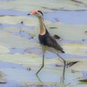 Irediparra gallinacea (Comb-crested Jacana).jpg